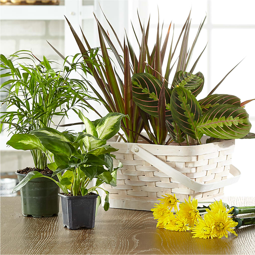 Florist Designed Blooming and Green Plants in a Basket – Creative Florist, Cherry Valley MA