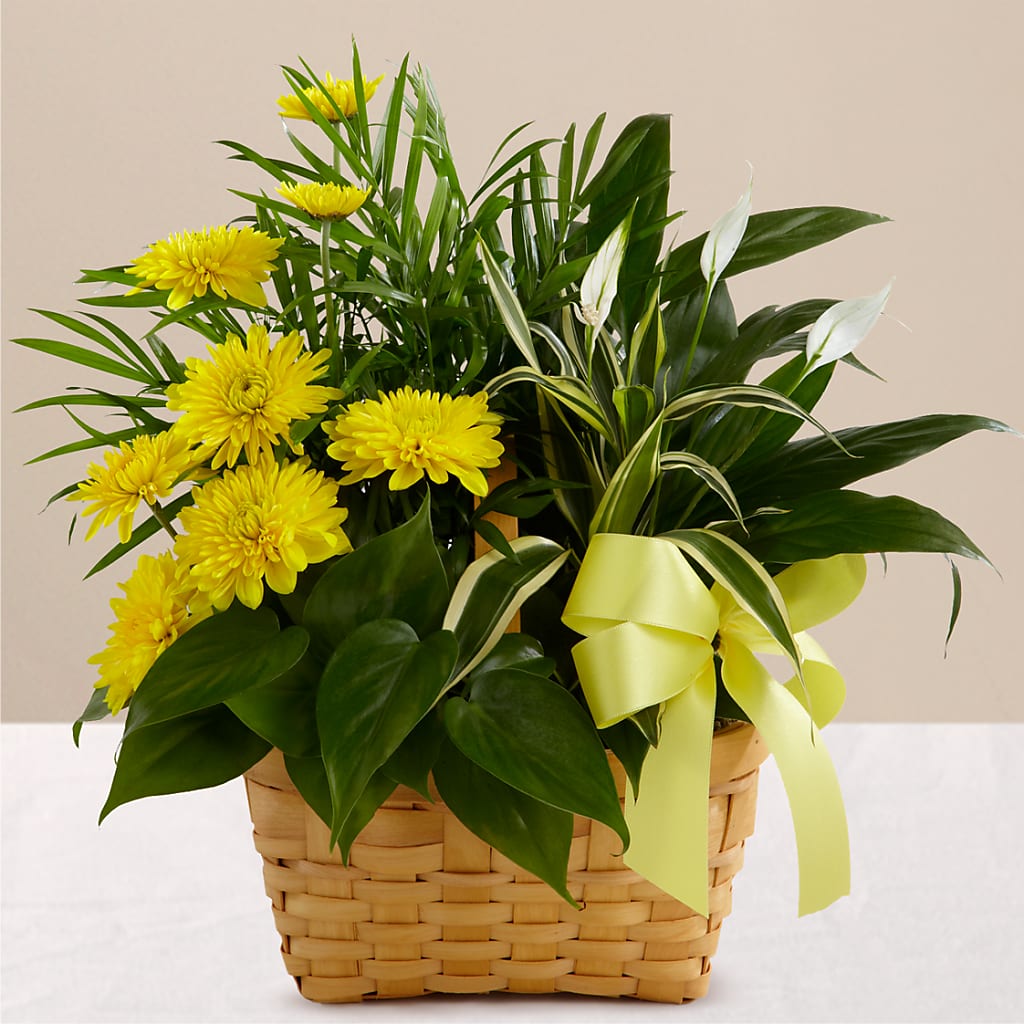 Loving Light Dishgarden – Creative Florist, Cherry Valley MA