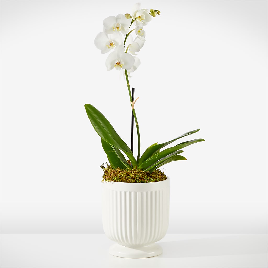 Whispering White Orchid – Creative Florist, Cherry Valley MA