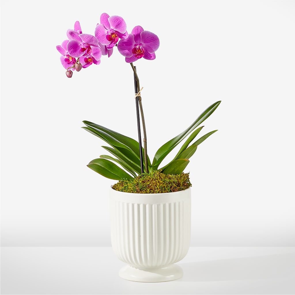 Friendly Fuchsia Orchid – Creative Florist, Cherry Valley MA