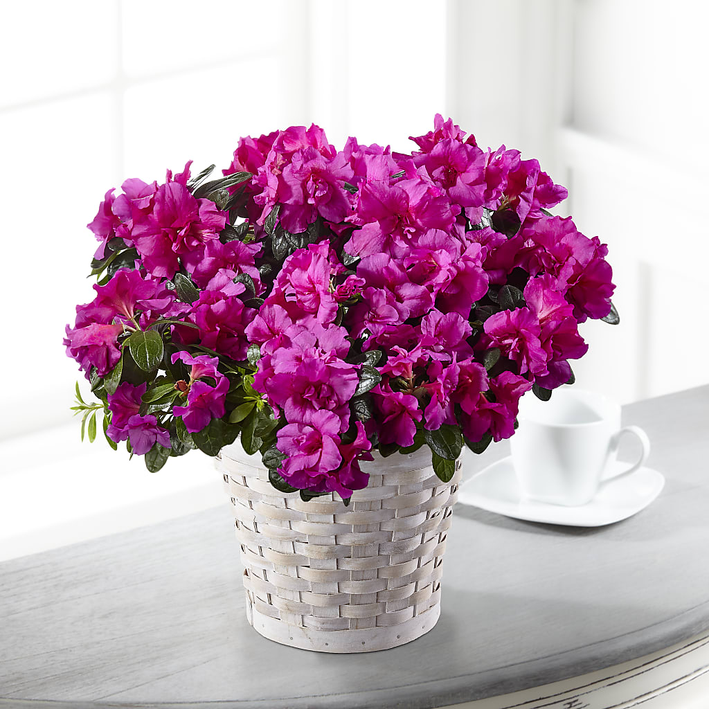 Hope & Serenity Azalea Plant – Creative Florist, Cherry Valley MA