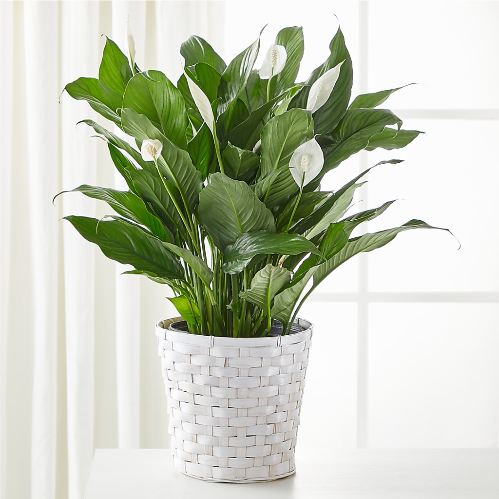 A New Leaf Peace Lily – Creative Florist, Cherry Valley MA