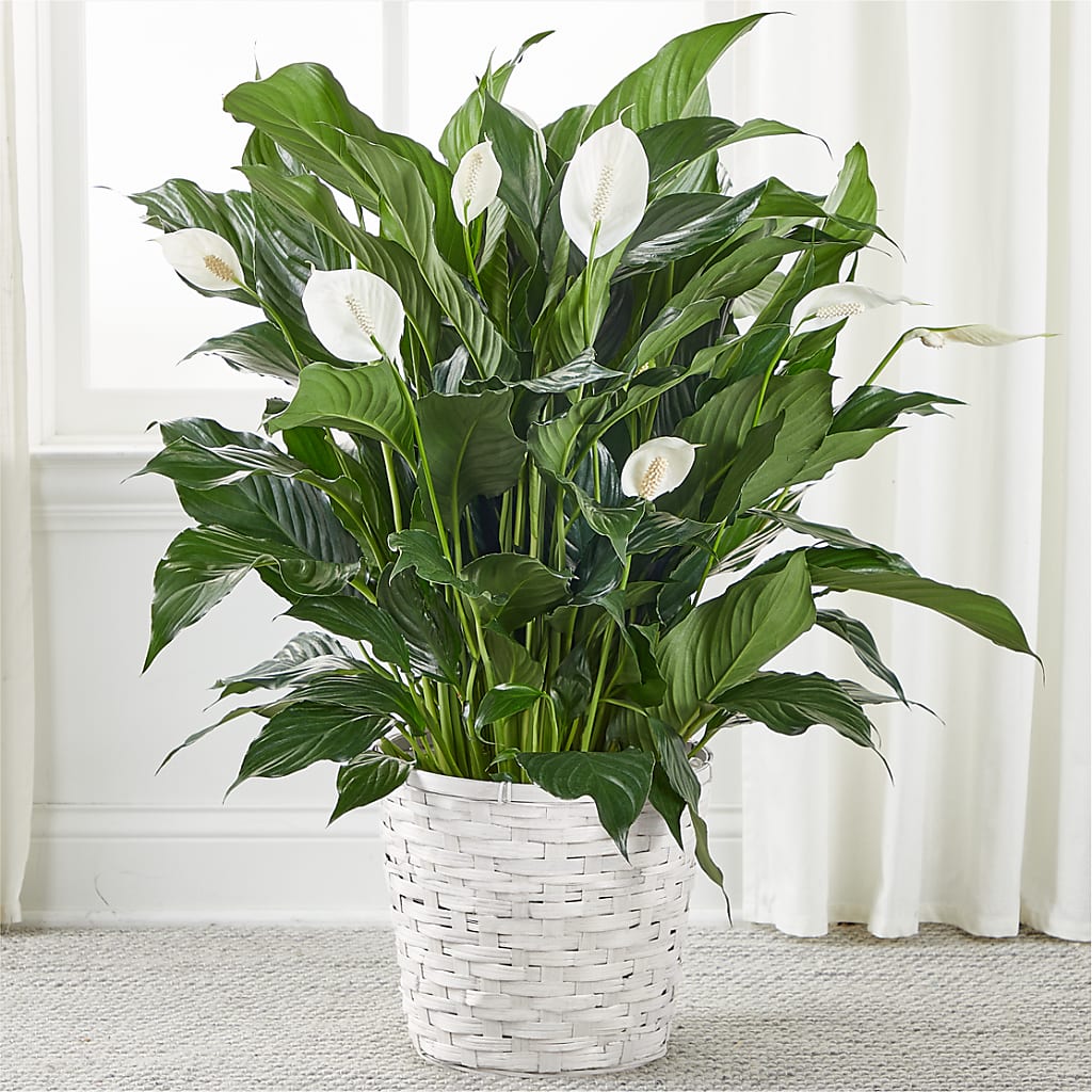 A New Leaf Peace Lily – Creative Florist, Cherry Valley MA
