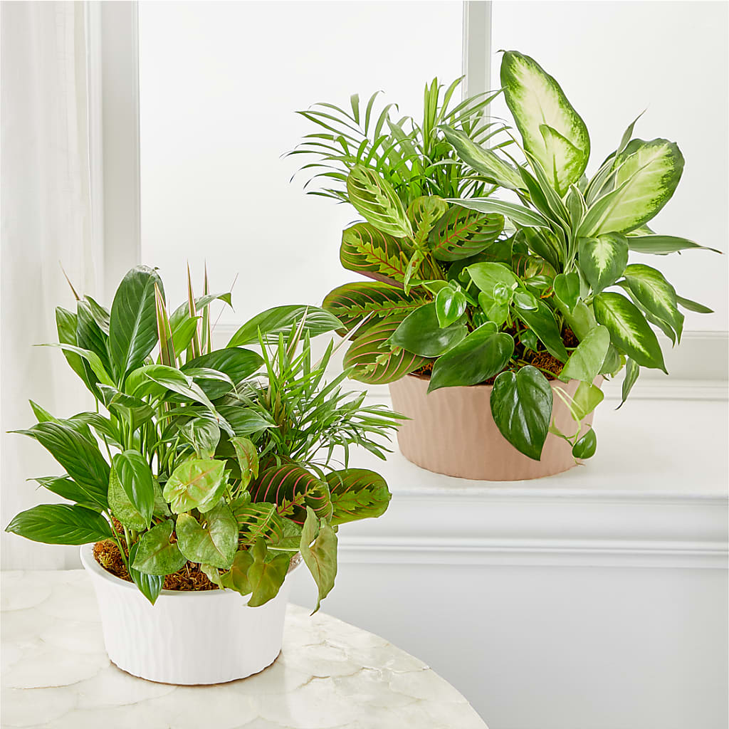 Balance & Harmony Dishgarden – Creative Florist, Cherry Valley MA