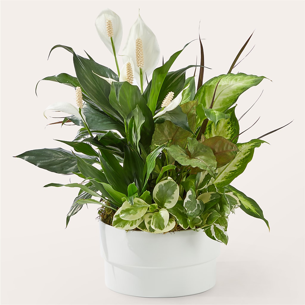 Radiating Positivity Dishgarden – Creative Florist, Cherry Valley MA