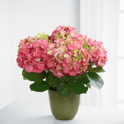 Pink Hydrangea Planter –  Creative Florist, Cherry Valley MA