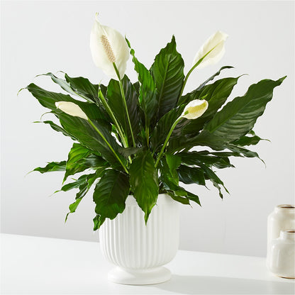 Comfort Planter –  Creative Florist, Cherry Valley MA