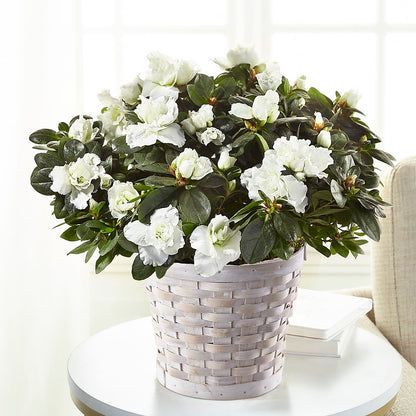 White Azalea Plant –  Creative Florist, Cherry Valley MA