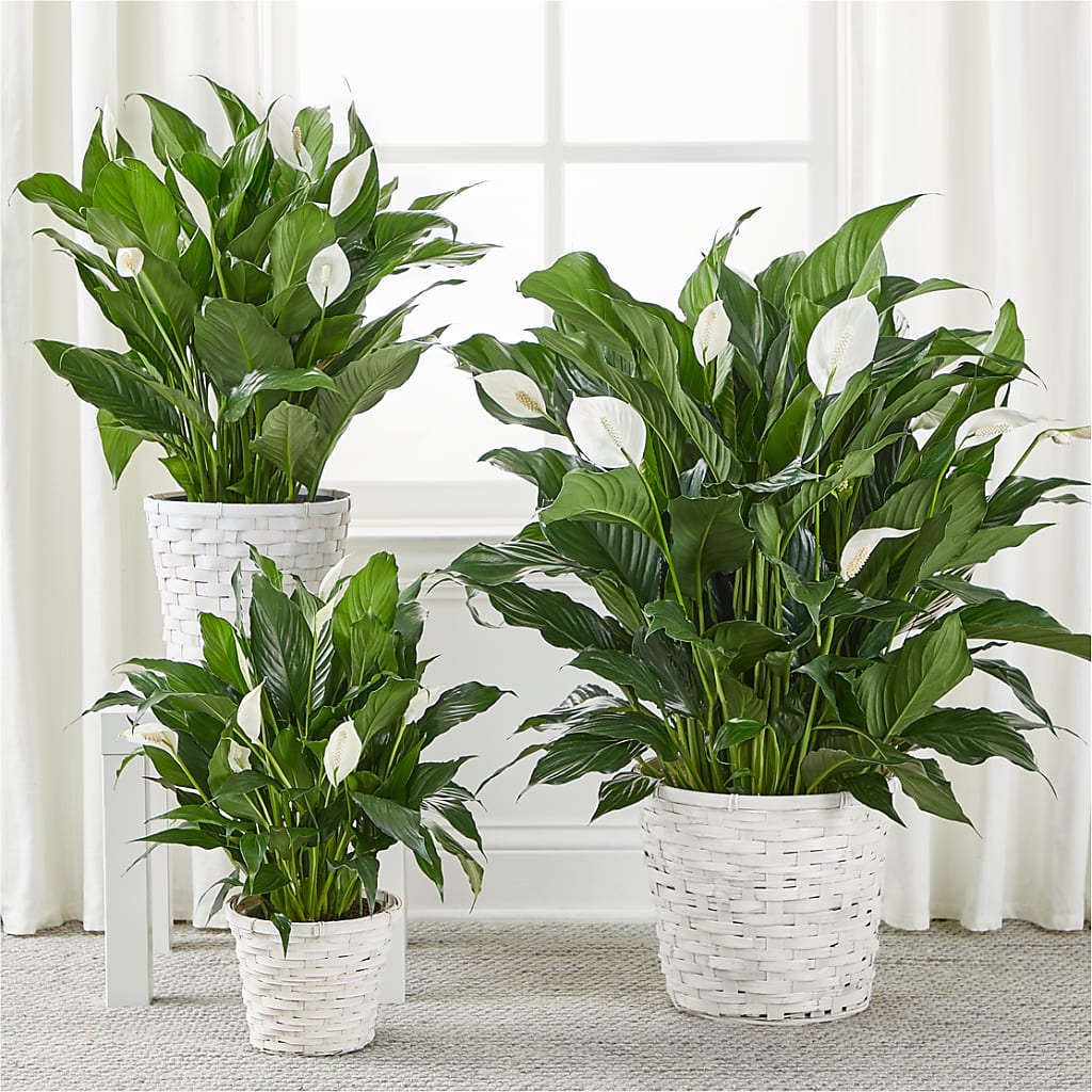A New Leaf Peace Lily –  Creative Florist, Cherry Valley MA