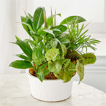 Balance & Harmony Dishgarden –  Creative Florist, Cherry Valley MA