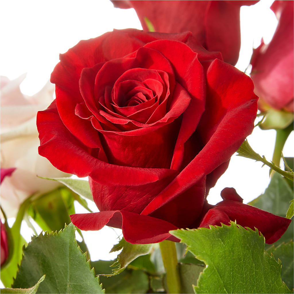 Love Notes Rose Bouquet –  Creative Florist, Cherry Valley MA